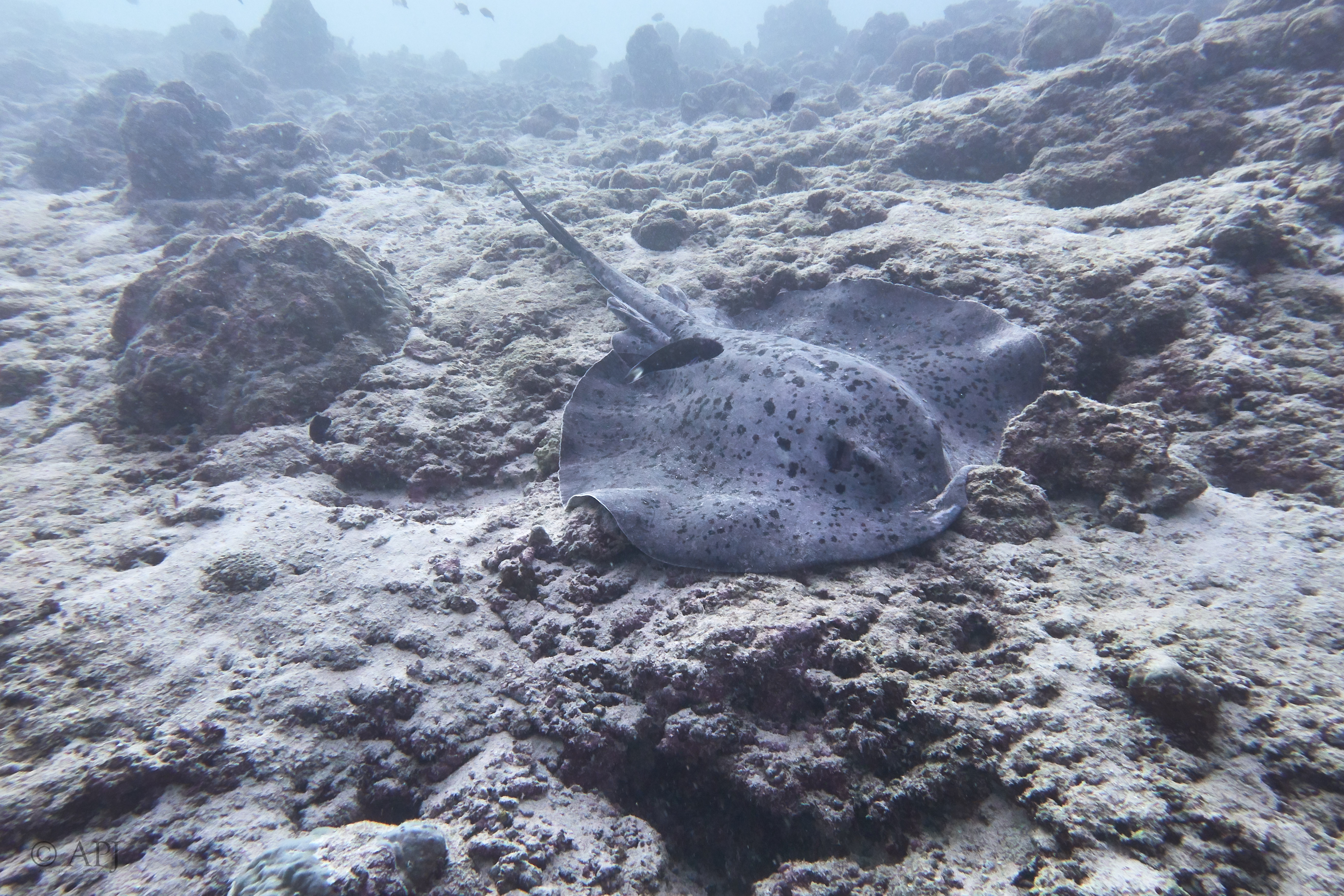 000924 16 08 17  Canon PowerShot G7 X Mark II   Malediven2017